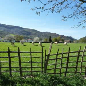 Vaches dans le pré Saint-Martin d'Arrossa