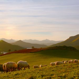 Moutons dans les prés à St Martin d'Arrossa